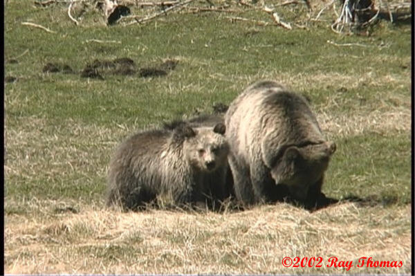 Obsidian's cubs Spring 2001